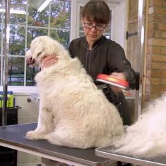 23 KG Üzeri Uzun Tüylü Köpekler İçin Tüy Toplayıcı Ergonomik Tarak (4944)