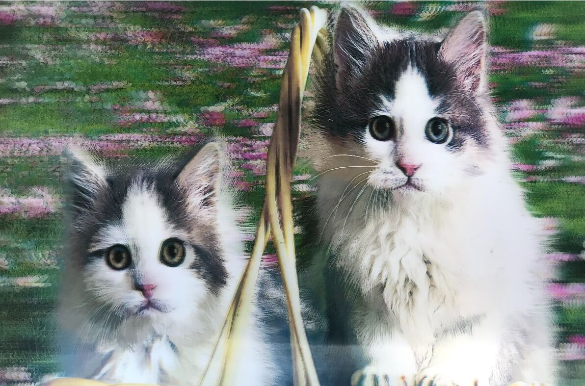 5D Elmas Boyama Sevimli Kediler İkili Kedi Resmi Tablosu 40x60 cm (4944)