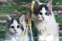 5D Elmas Boyama Sevimli Kediler İkili Kedi Resmi Tablosu 40x60 cm (4944)