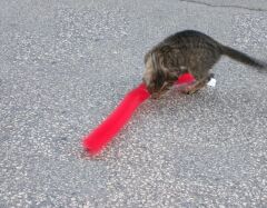 Kedi Tırmalama Fırçası - Kedi Oyuncağı (4944)