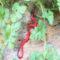 Şaka Yılan Et Yılan 37 cm 10 Adet